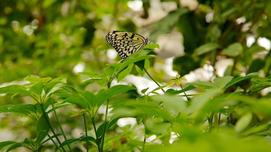 Butterfly Pavilion featuring cuddly or friendly animals