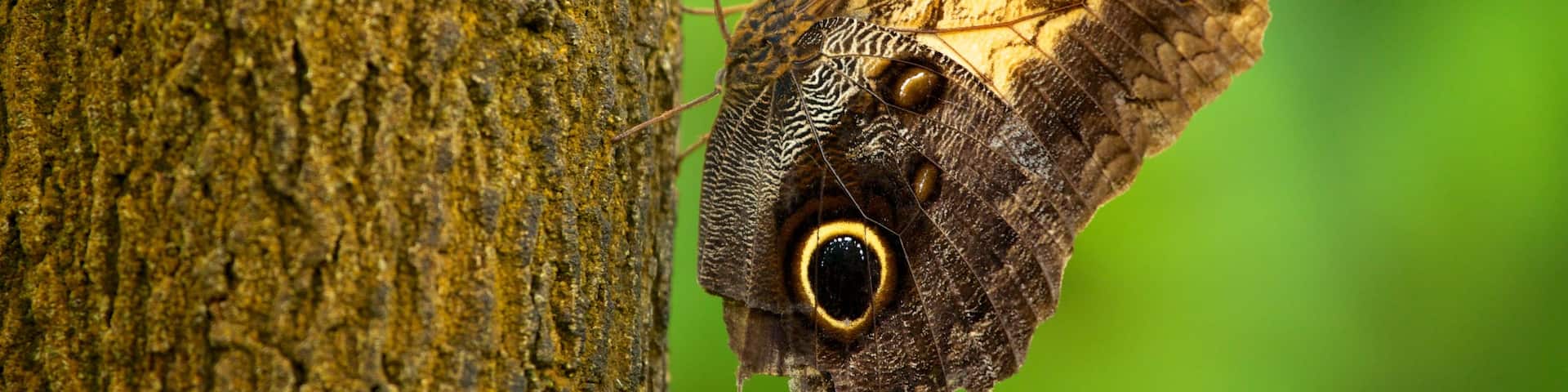 Pabellón de Mariposas que incluye animales