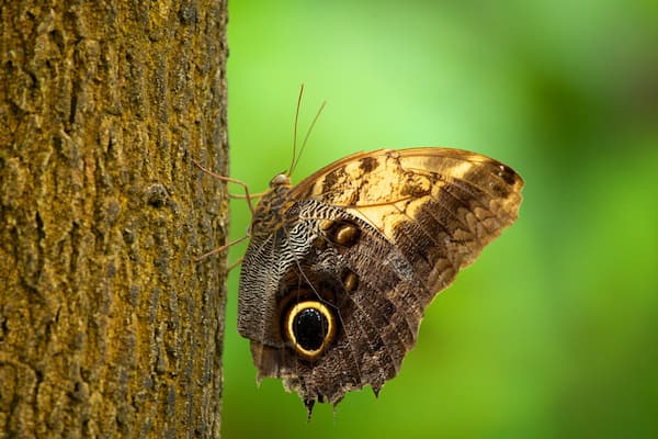 Butterfly Pavilion mettant en vedette animaux