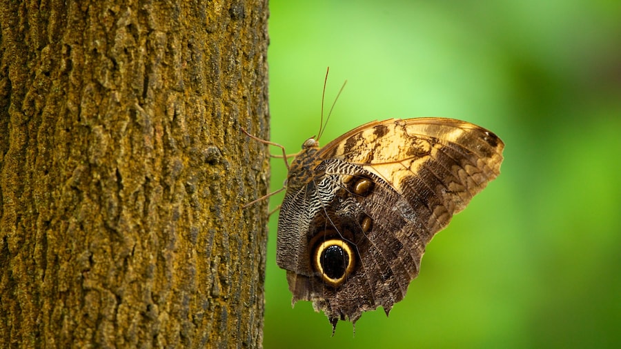 Butterfly Pavilion que inclui animais