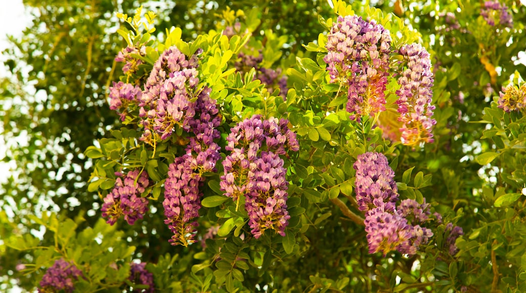 Lady Bird Johnson Wildflower Center welches beinhaltet Blumen und Wildblumen