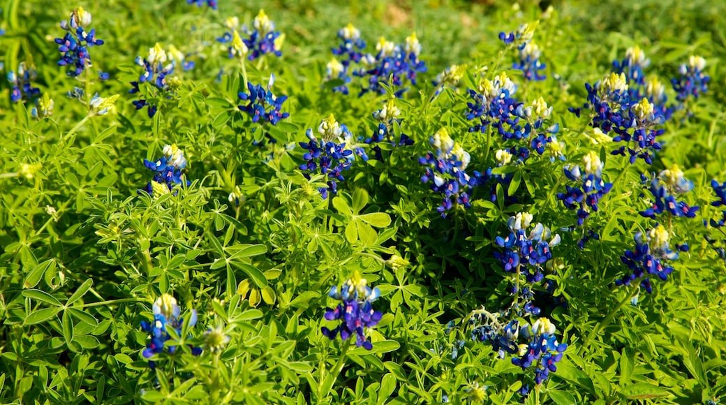 Lady Bird Johnson Wildflower Center welches beinhaltet Wildblumen und Blumen