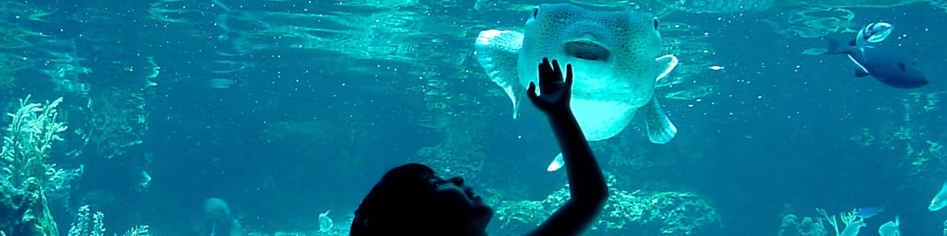 Xcaret Eco Theme Park which includes marine life and interior views as well as an individual child