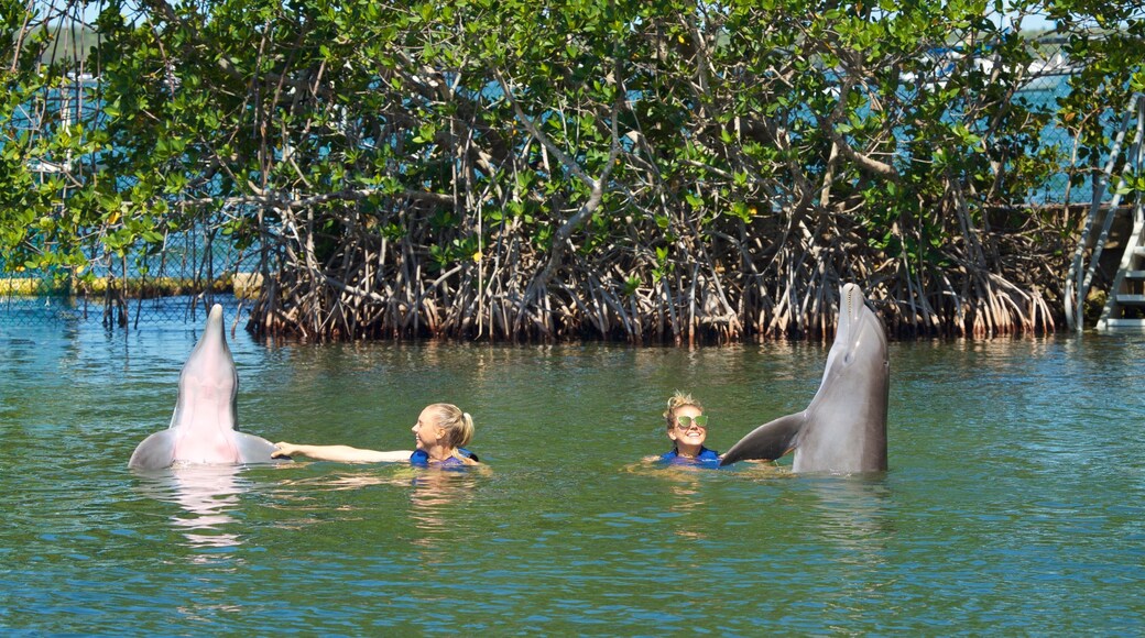 Dolphins Plus