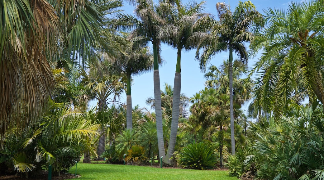 Gizella Kopsick Palm Arboretum