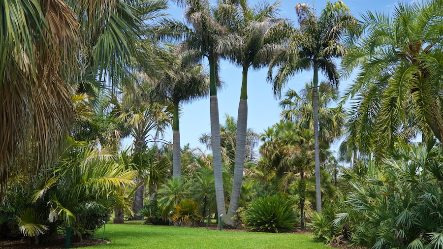 Gizella Kopsick Palm Arboretum