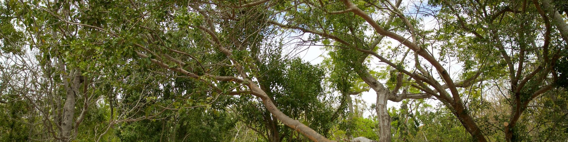 Windley Key Fossil Reef Geological State Park