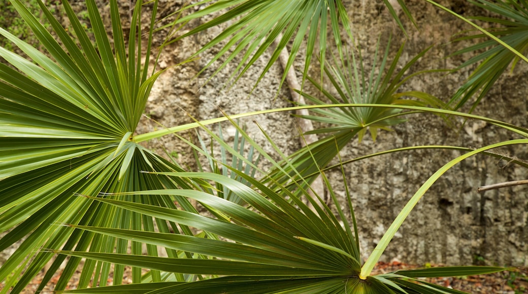 Parc géologique régional de Windley Key Fossil Reef