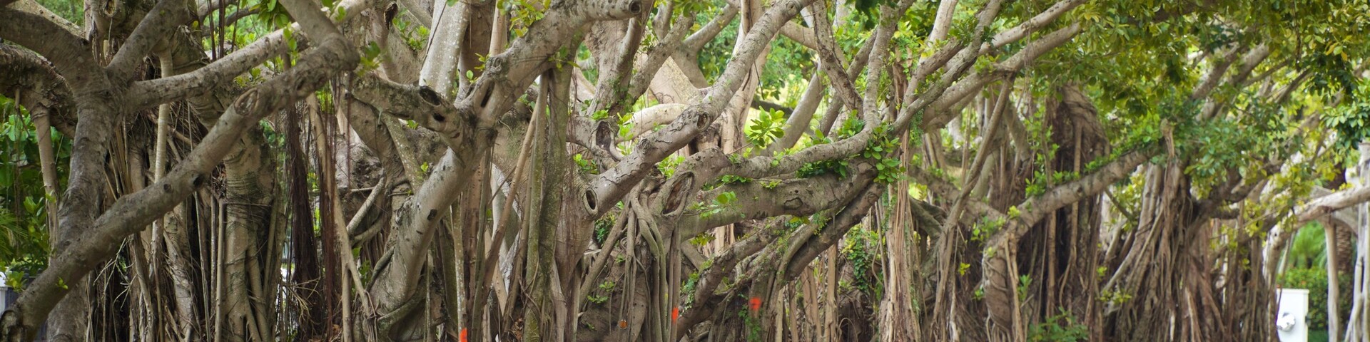 Cocoplum, Coral Gables, Florida, United States of America