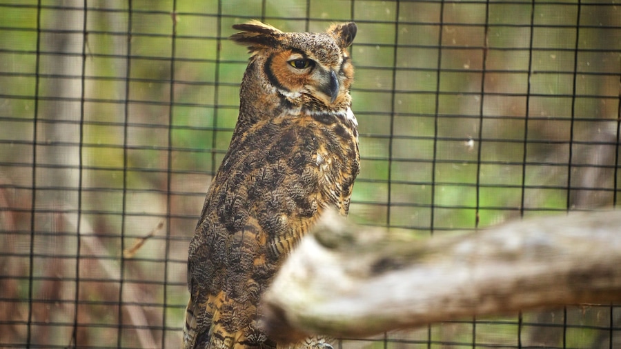 Florida Keys Wild Bird Rehabilitation Center