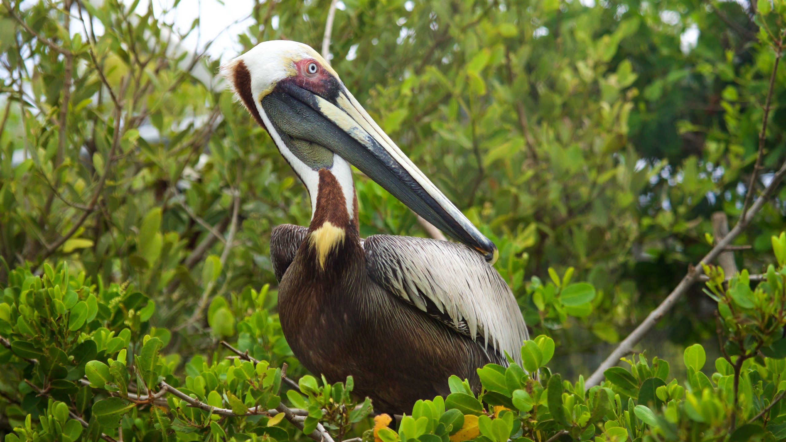 Florida Keys Wild Bird Rehabilitation Center