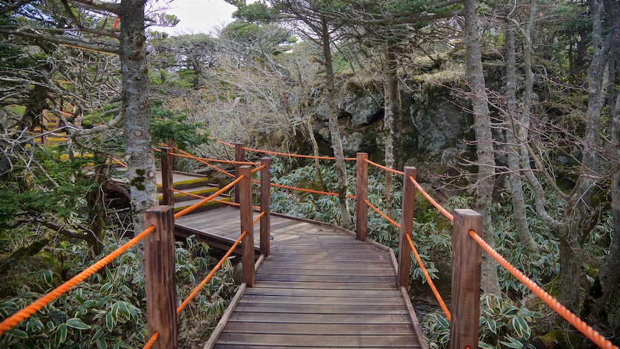 Hallasan National Park showing a park and forests