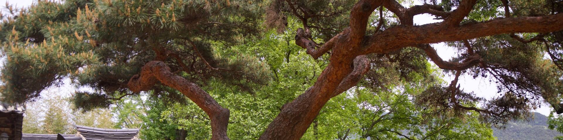 Ogyeonjeongsa House featuring a garden and heritage elements as well as a small group of people