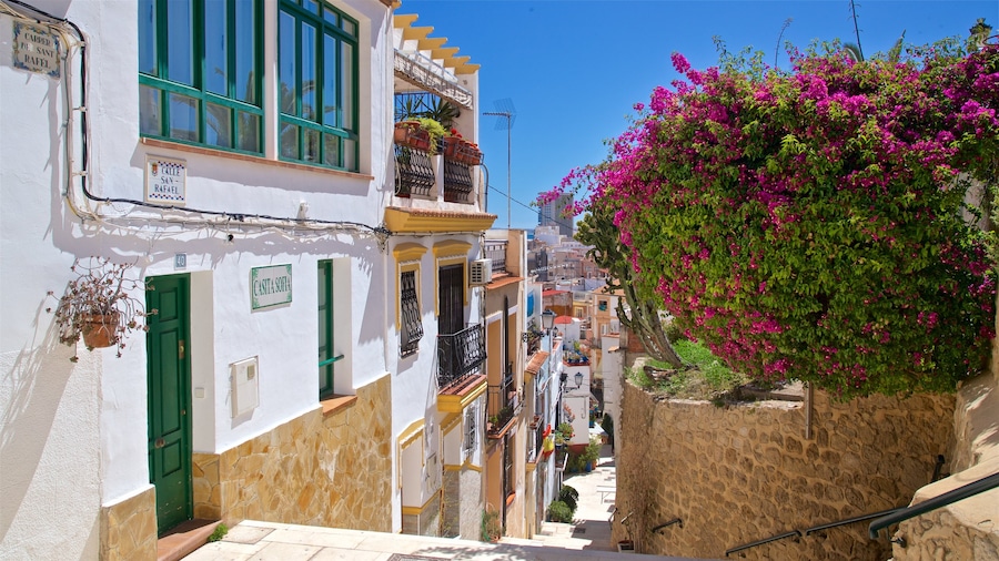 Alicante featuring wildflowers