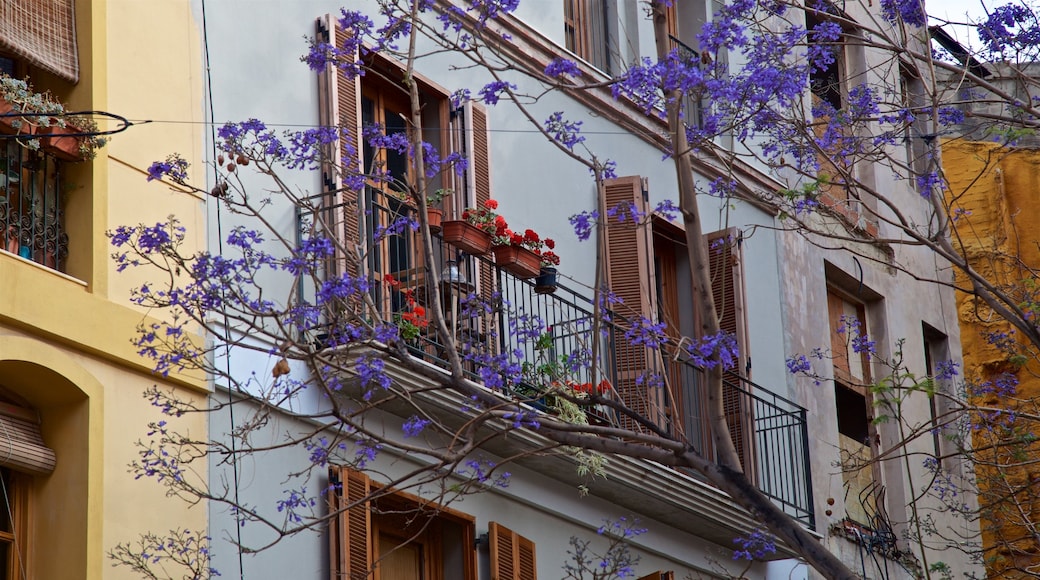 Plaza del Carmen which includes wildflowers