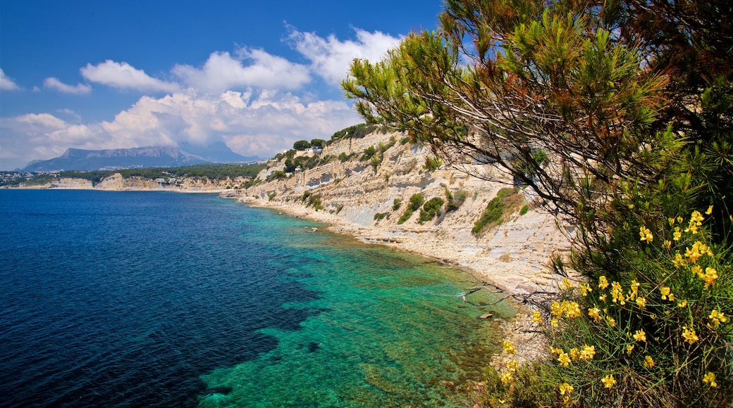 Benissa Coast featuring general coastal views, wildflowers and rocky coastline