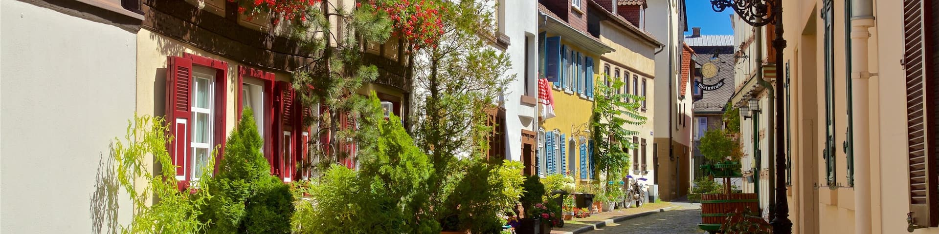 Hoechst showing flowers