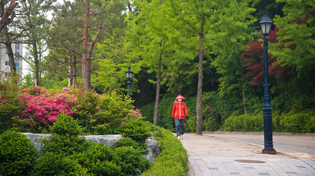 Seoul National University showing a park and street scenes as well as an individual femail