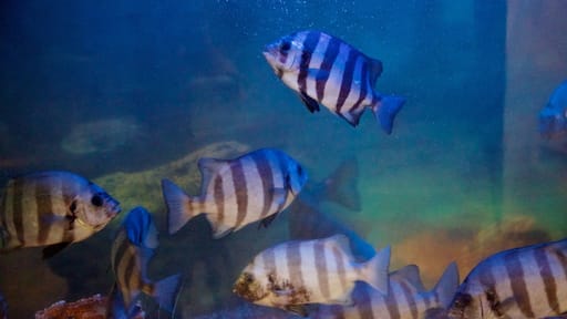 Geoje Sea Village Folk Museum showing marine life