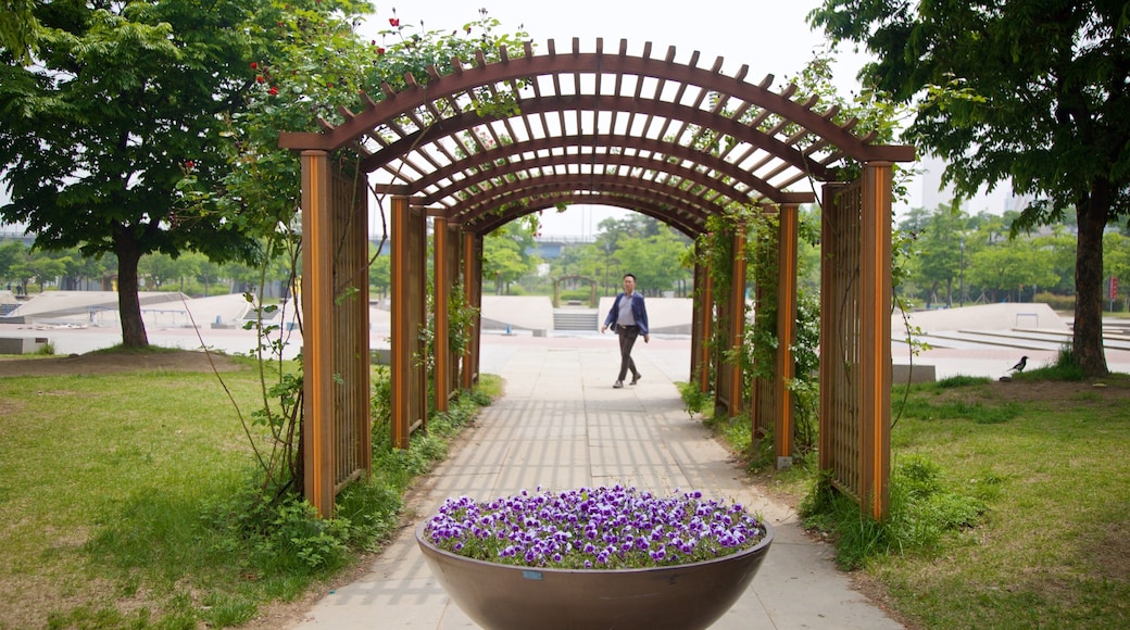 Yeouido Hangang Park featuring flowers and a park as well as an individual male