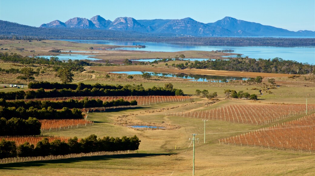 Devil's Corner Cellar Door