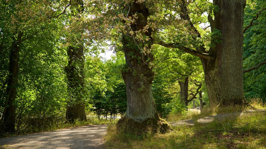Djurgarden featuring forest scenes and a park