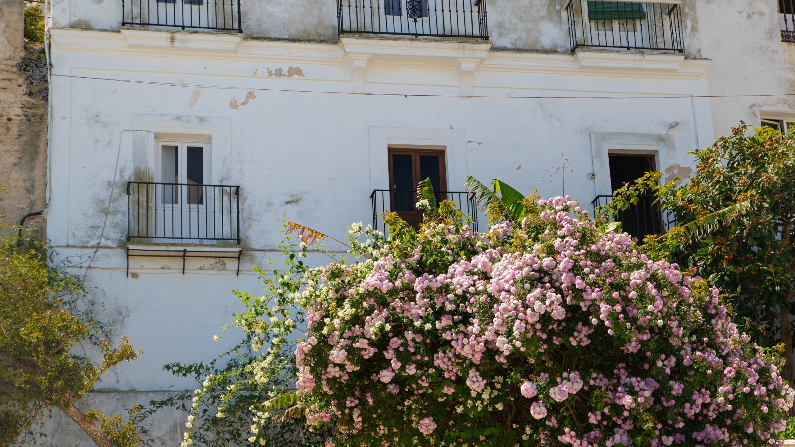 Vejer de la Frontera which includes wildflowers