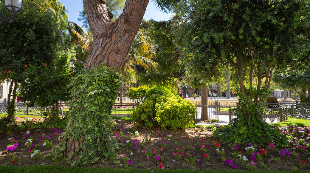 Plaza de Mina