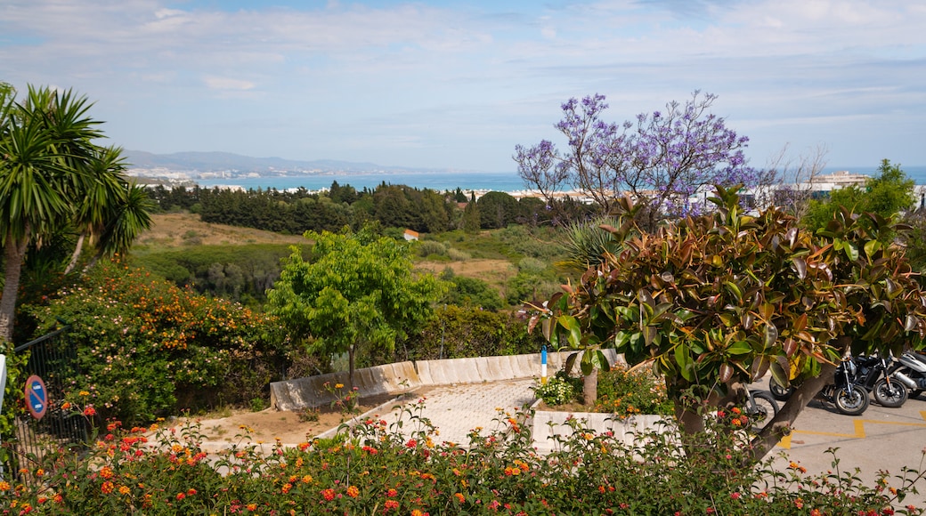 Centro Plaza showing wildflowers