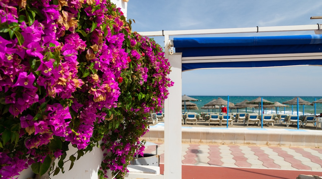 Playa Serena showing general coastal views and wildflowers