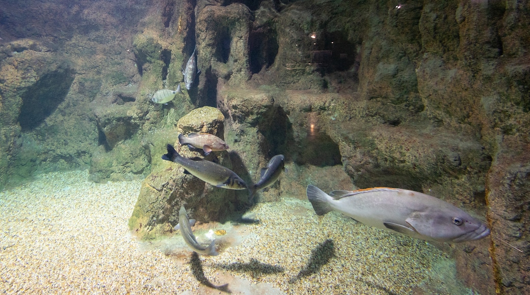 Aquarium Roquetas de Mar