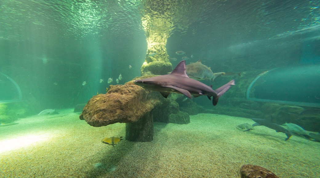 Aquarium Roquetas de Mar