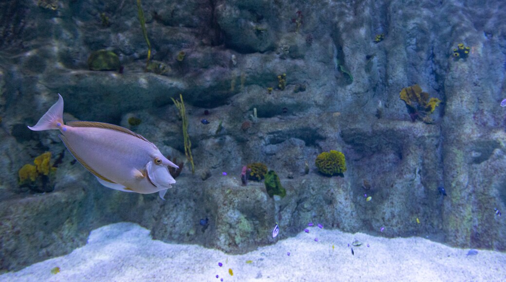 Aquarium Roquetas de Mar