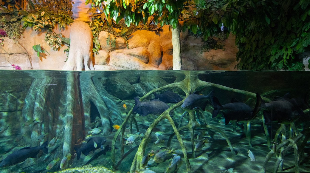 Acquarium Roquetas de Mar