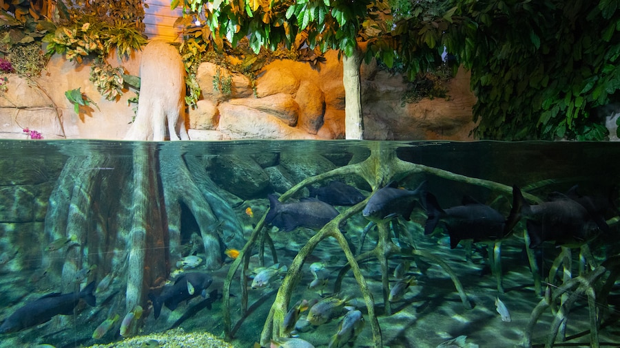 Acquarium Roquetas de Mar