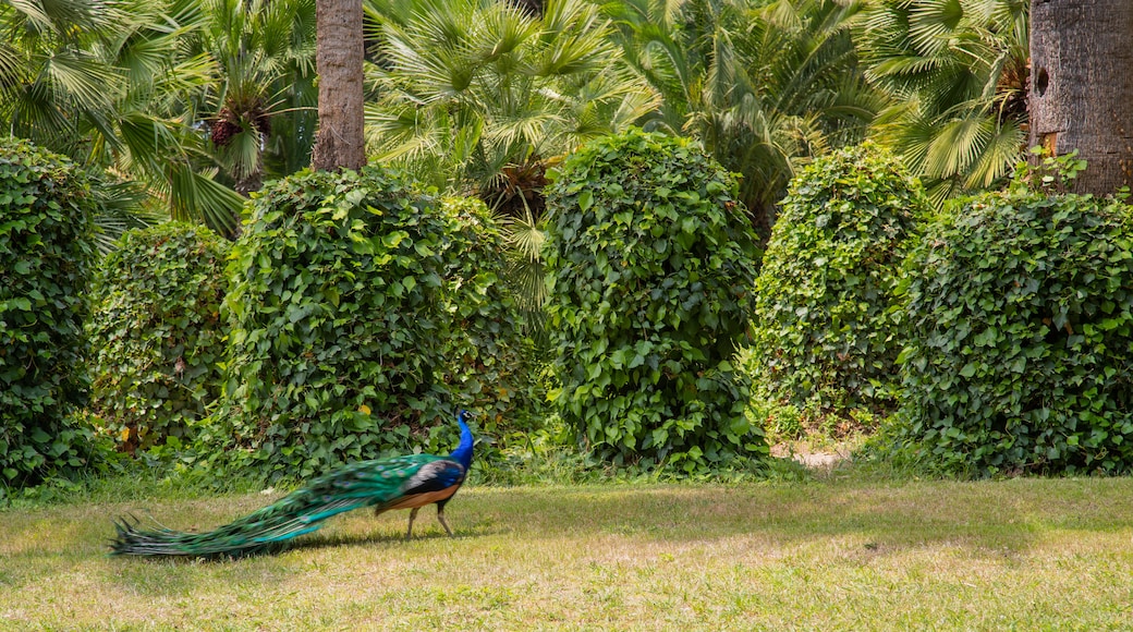 Parc Sama showing bird life and a park