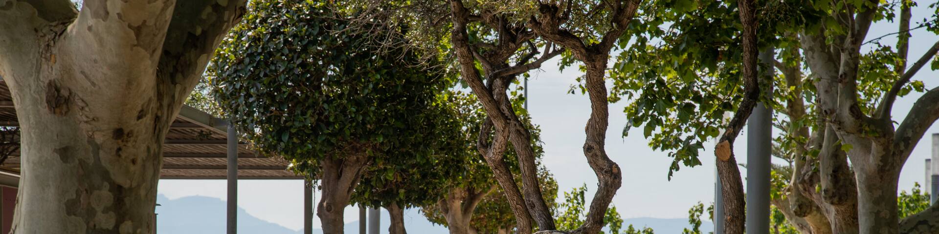 Cambrils Beach showing a garden as well as a couple