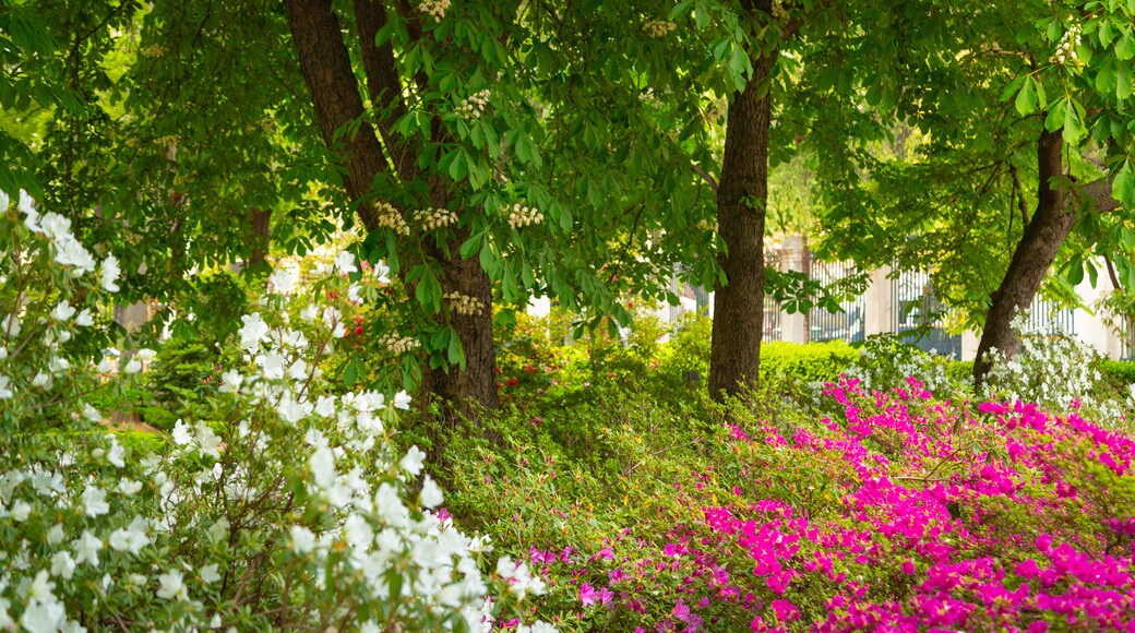 Royal Botanical Garden showing a garden and wildflowers