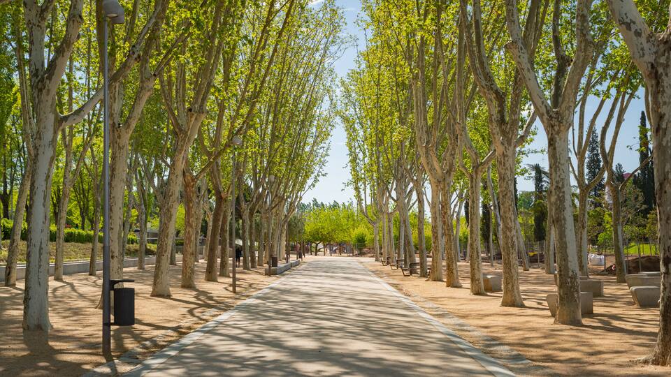 Madrid Rio showing a park