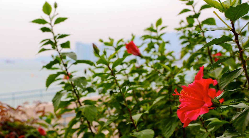 Tuen Mun showing wildflowers