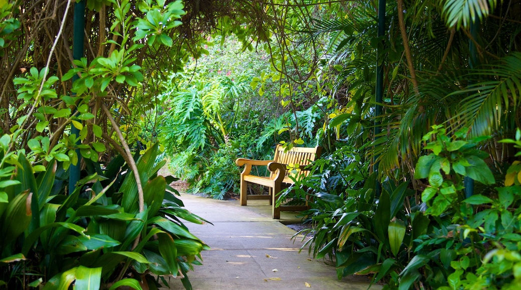 Sunken Gardens showing a garden