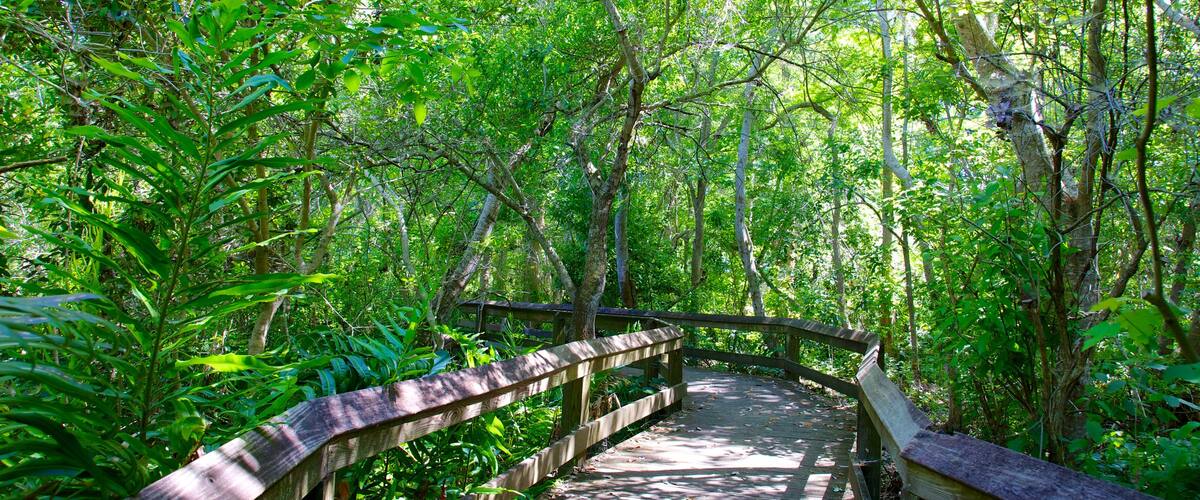 Boyd Hill Nature Park showing a park and forests