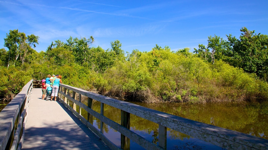 Boyd Hill Nature Park showing a bridge, a park and a lake or waterhole