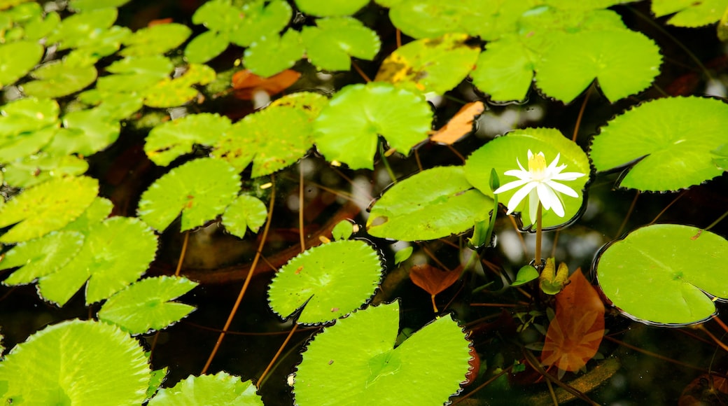 타오단 공원 을 특징 꽃