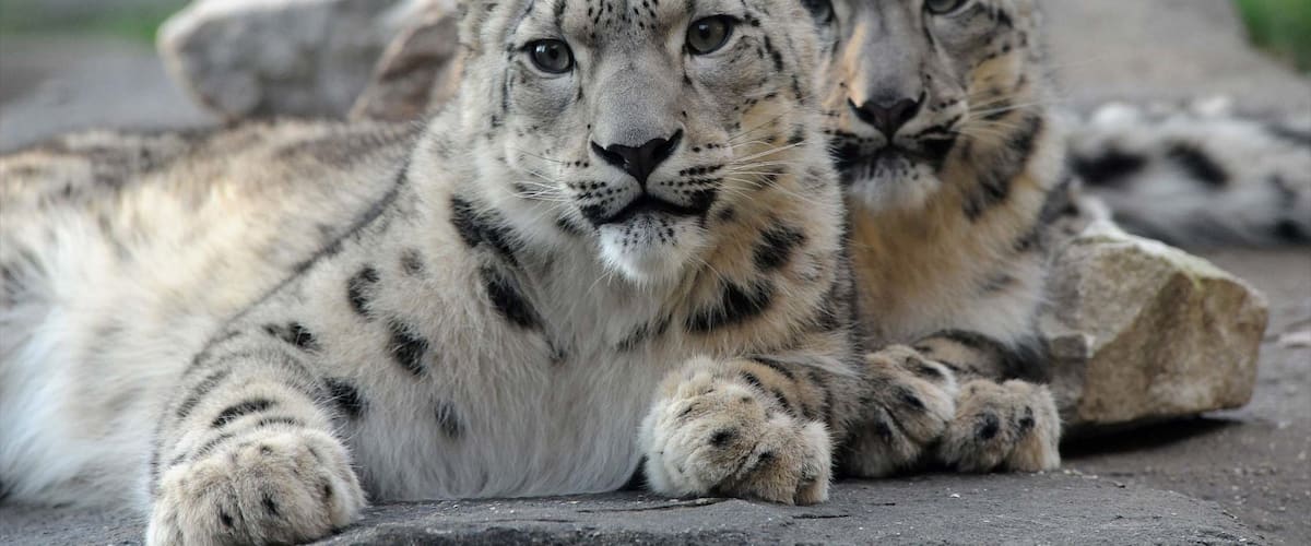 Brookfield Zoo showing dangerous animals and zoo animals