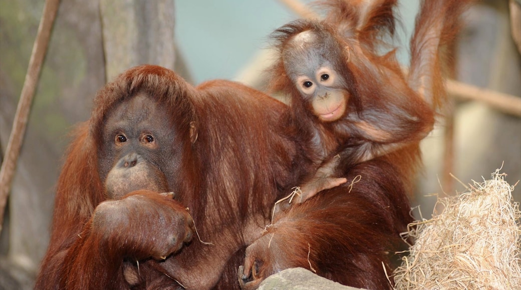 Foto disediakan oleh Jim Schulz/Chicago Zoological Society.