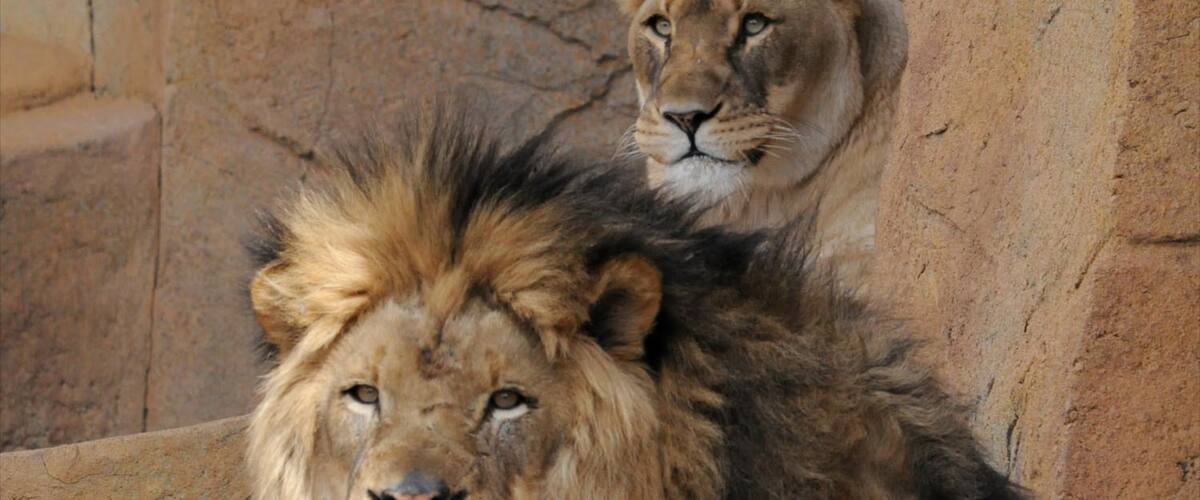 Brookfield Zoo showing zoo animals and dangerous animals