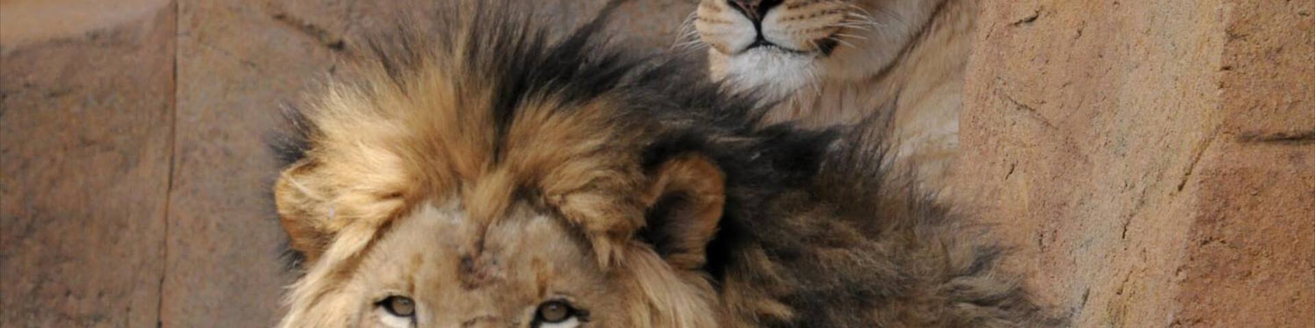 Brookfield Zoo showing zoo animals and dangerous animals