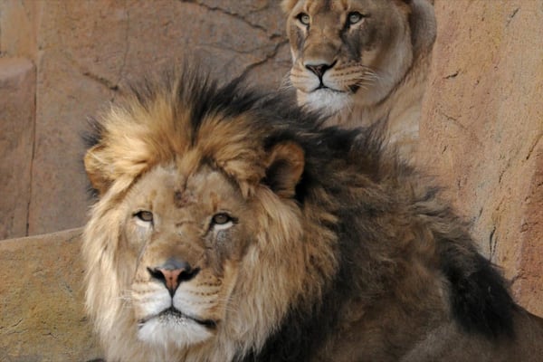 Brookfield Zoo welches beinhaltet gefährliche Tiere und Zootiere