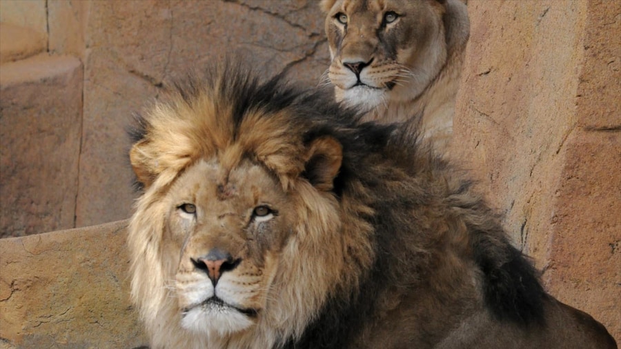Brookfield Zoo som omfatter farlige dyr og dyr fra zoologisk have